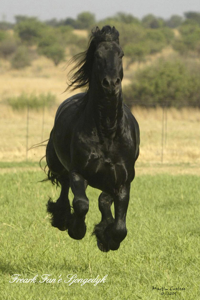 الحصان الأسباني العربي الأصيل Frearkv3st6++%D8%A3%D9%86%D8%AF%D9%84%D8%B3%D9%8A
