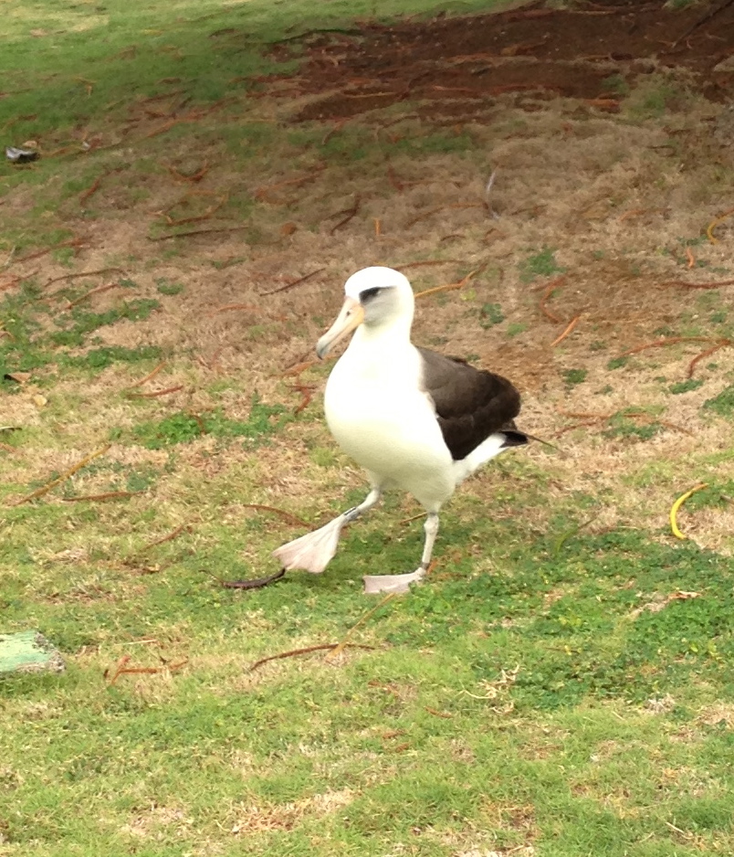 taste of hawaii laysan albatross princeville kauai taste of hawaii laysan albatross princeville kauai