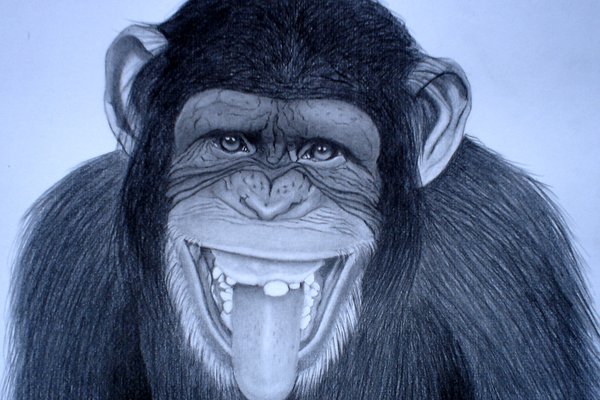 Funny monkey drawing