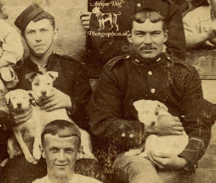 The Antique Dog Photograph Gallery Terriers of the Royal Artillery