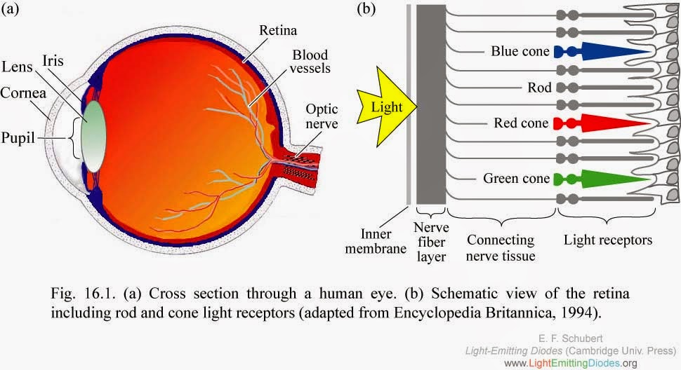 Creation The Written Truth HUMAN EYE, CONES, CORNEA, RETINA, IRIS
