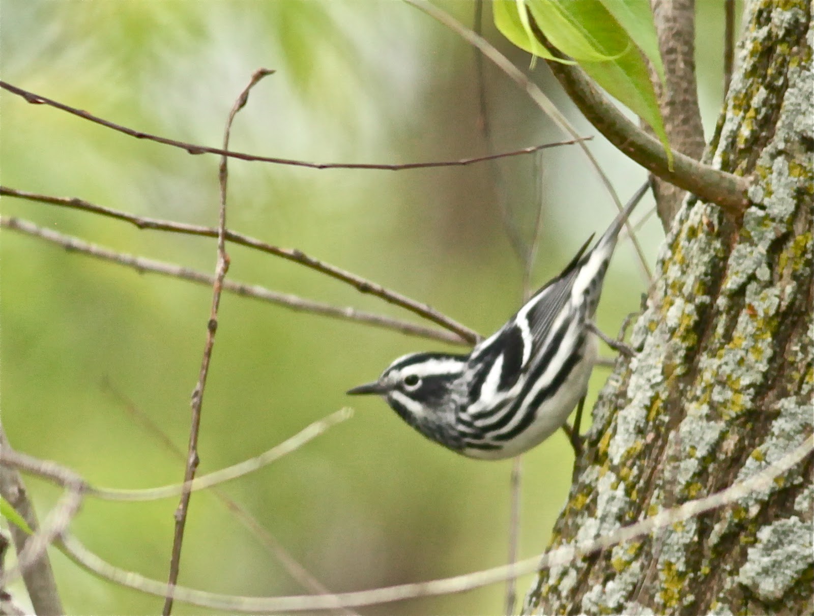 Birding Is Fun!: The Biggest Week in American Birding 2013