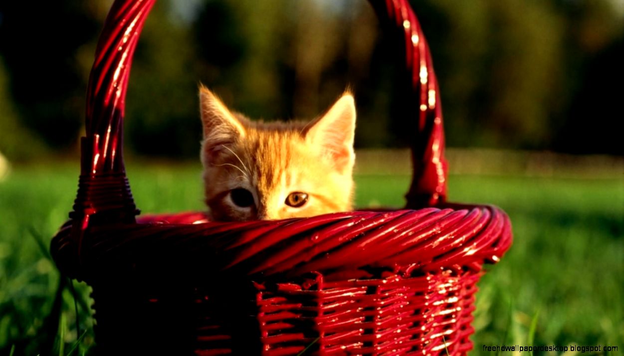 Cute Orange Kitten in Baskets Cute Orange Kitten in Baskets
