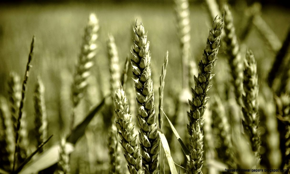 Crop Wallpapers and Pictures 6 Items Page 1 of 1 Crop Wallpapers and Pictures 6 Items Page 1 of 1