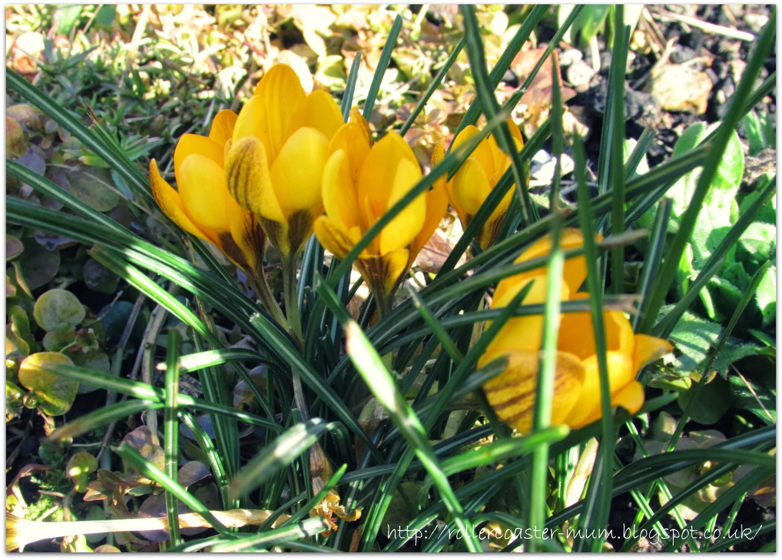 sunshine yellow crocus #springflowers