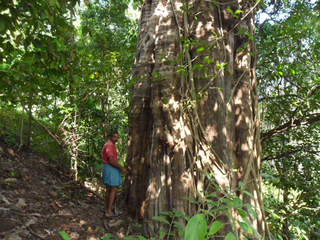 Kannimara Teak Tree