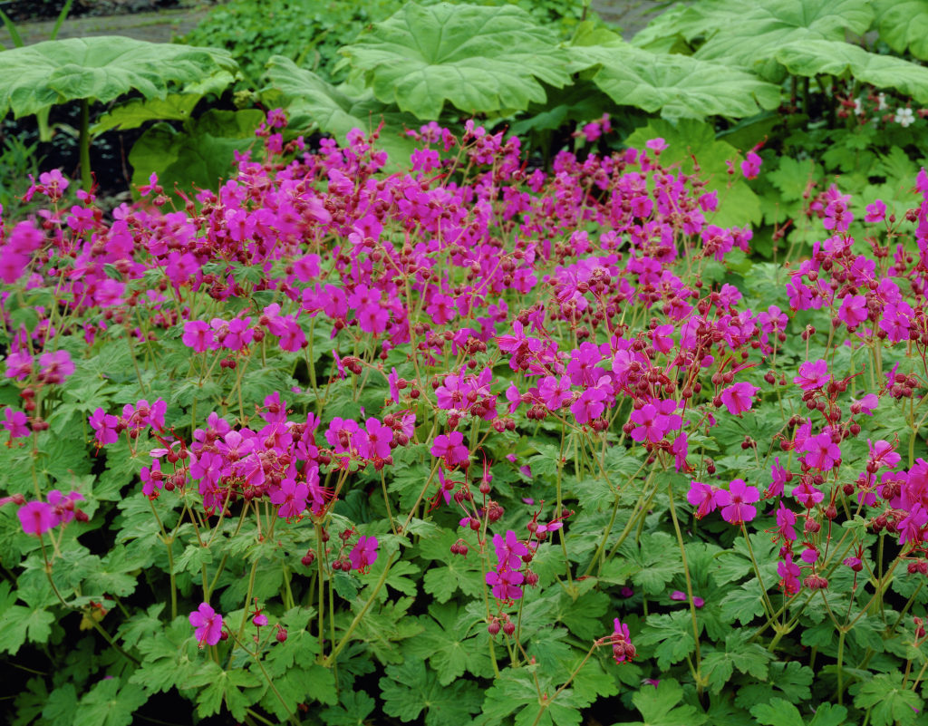 A Deer Resistant Groundcover for Dry Shade! Flowers, too.....