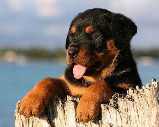 Socialization of your Rottweiler
