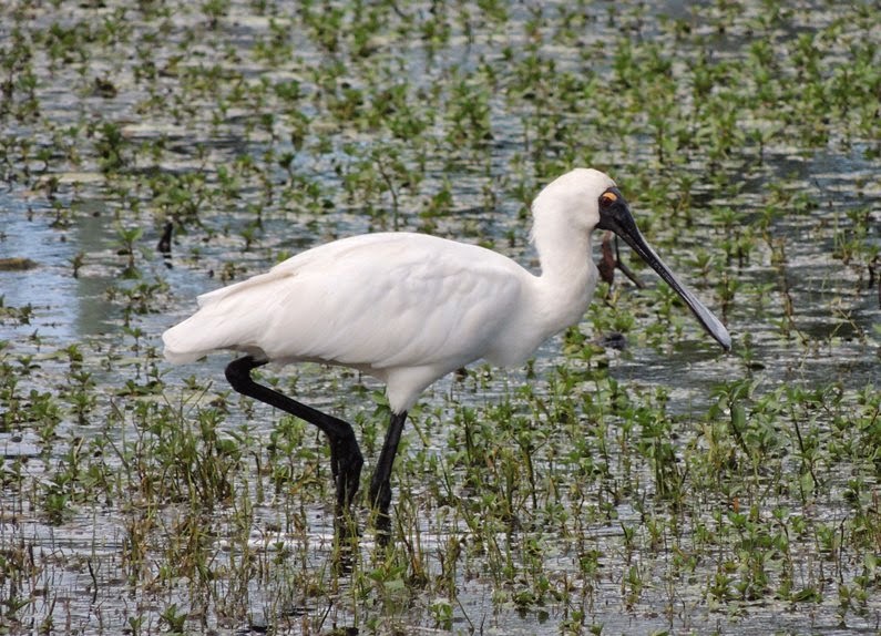 Royal Spoonbill