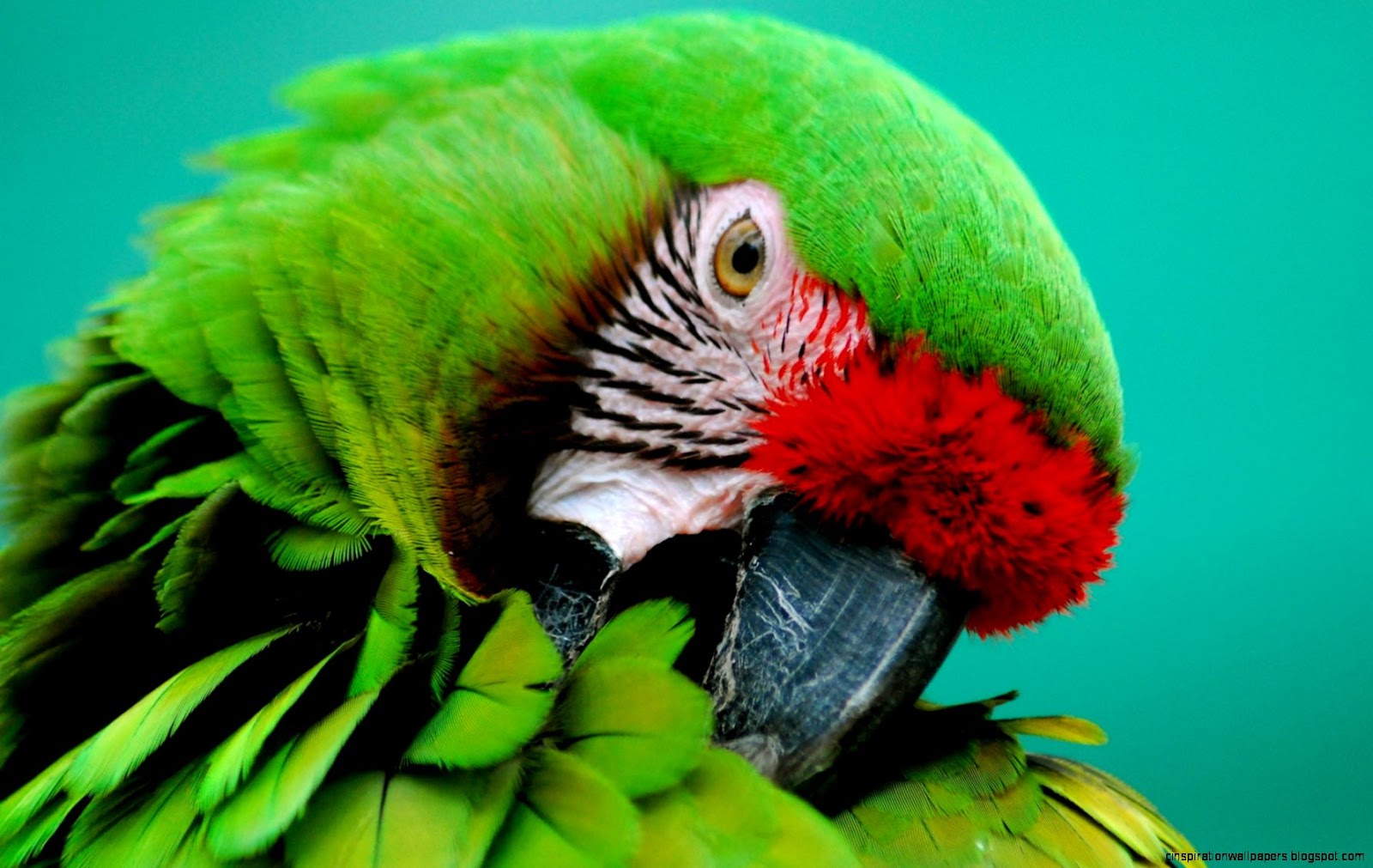 Green Parrot Green Parrot
