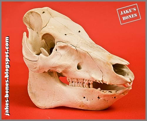 My pig skull : Jake's Bones
