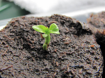 Bucolic Bushwick 2011 Pepper Seedlings