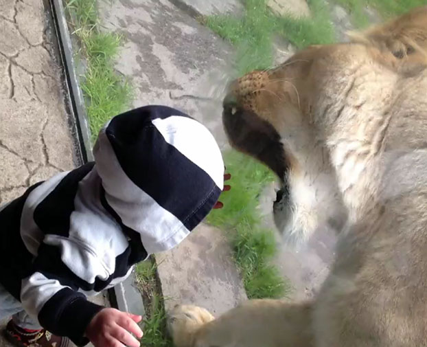 http://3.bp.blogspot.com/-cEkHZgrMkbg/T6PvSf4IAEI/AAAAAAAAfmk/SIYuYTEGQgI/s1600/lion-tries-to-eat-a-baby.jpg