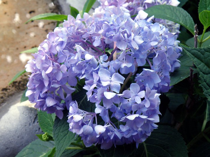 My Carolina Yard Hydrangea Care Pruning