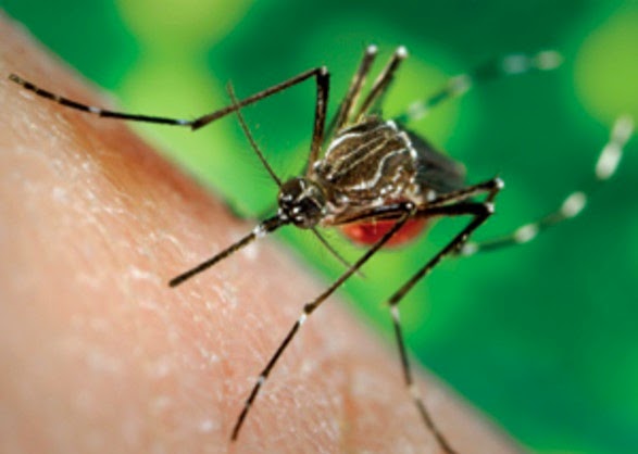 NOTICIA - Descubren cura contra el virus de la Chikungunya
