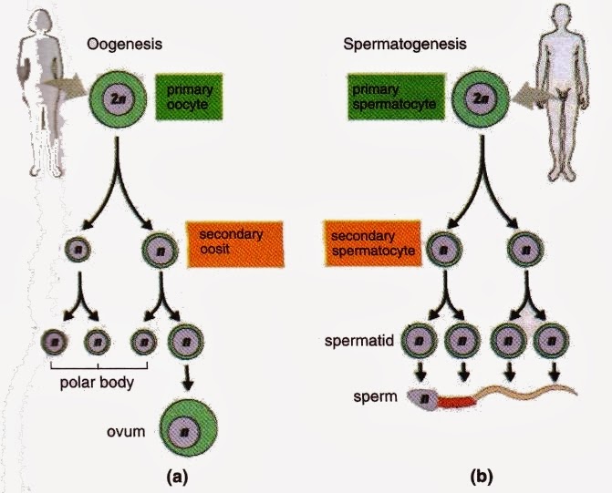 Gametogenesis Oogenesis and Spermatogenesis New Science