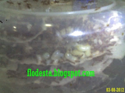 Ternak Kroto Di Toples Menghasilkan Telur Ratu Ternak Kroto Di Toples Menghasilkan Telur Ratu