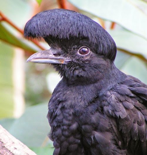 Umbrellabird Fun Animals Wiki, Videos, Pictures, Stories
