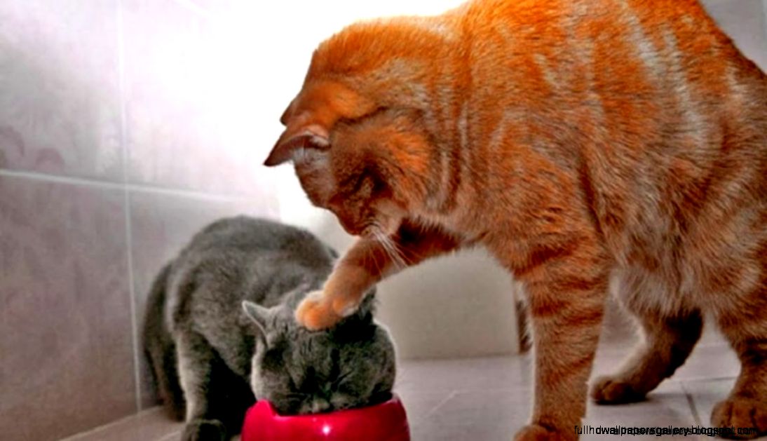 Funny Love Cat And Dog Wallpaper Free Download Full Hd Wallpapers