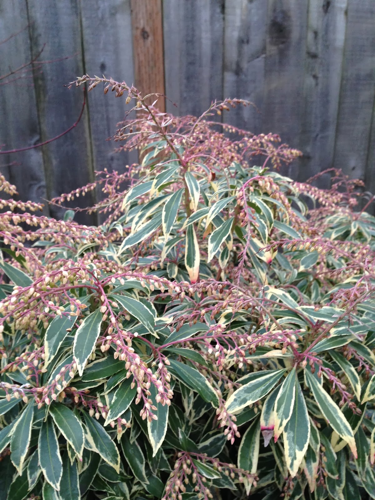 Victoria Gardens Medium Scale Evergreen Shrubs Pieris Japonica
