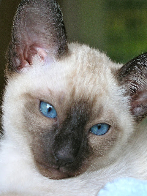 Siamese Kitten