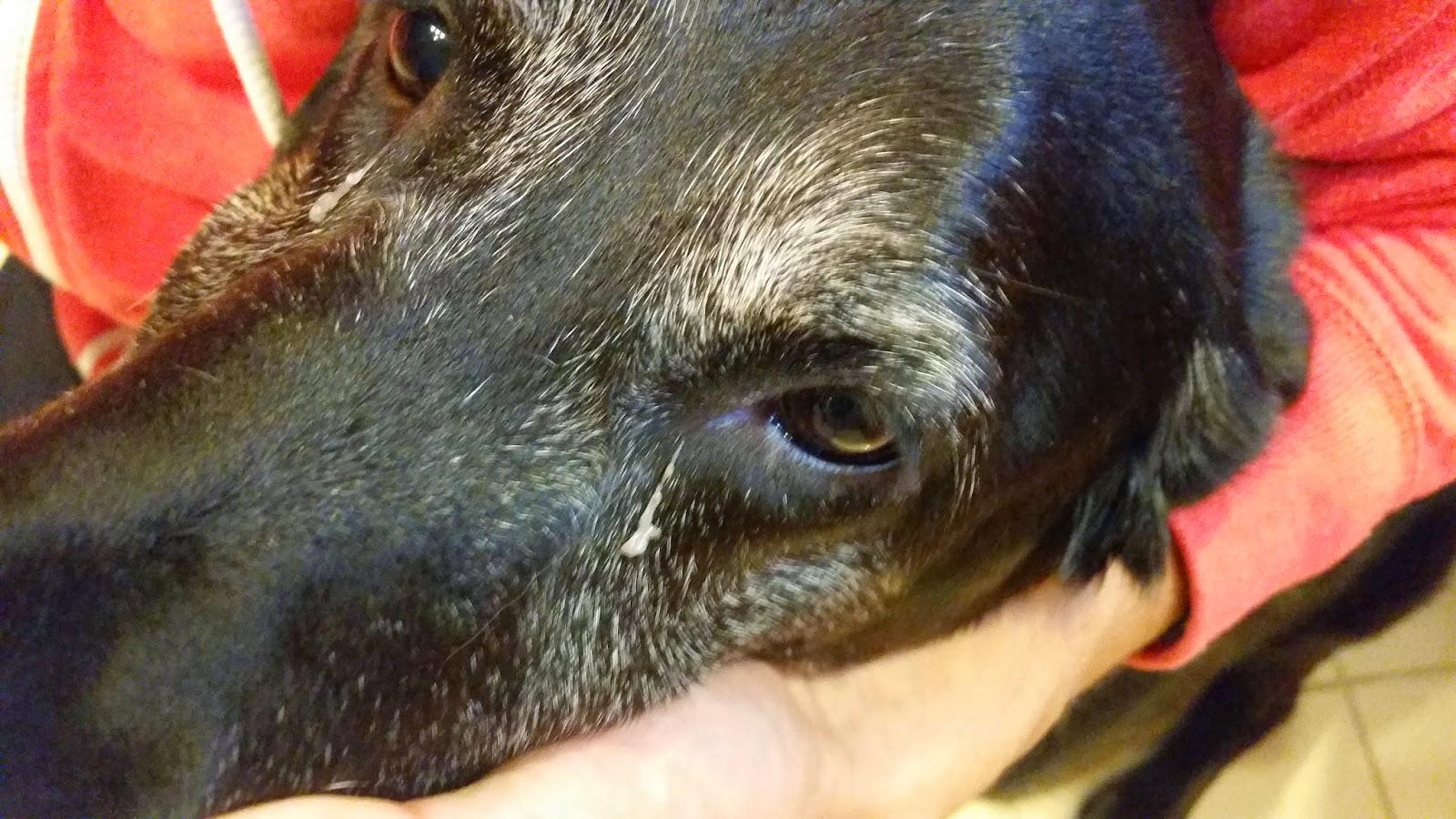 Do Cataracts Hurt My Dog