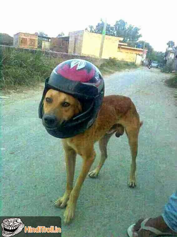 Dog Covers Head With Helamt | Funny Indian Photos