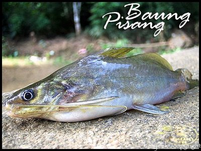 Chegu Zam: Kajian KHB Ikan Air Tawar
