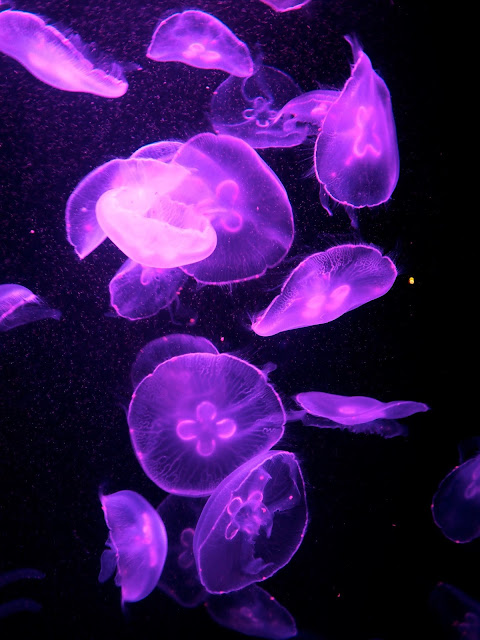 Wall of large jellyfish under purple lighting in Ocean Park, Hong Kong