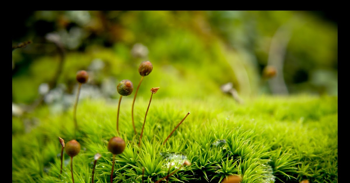 Olhares soltos... Manto verde...