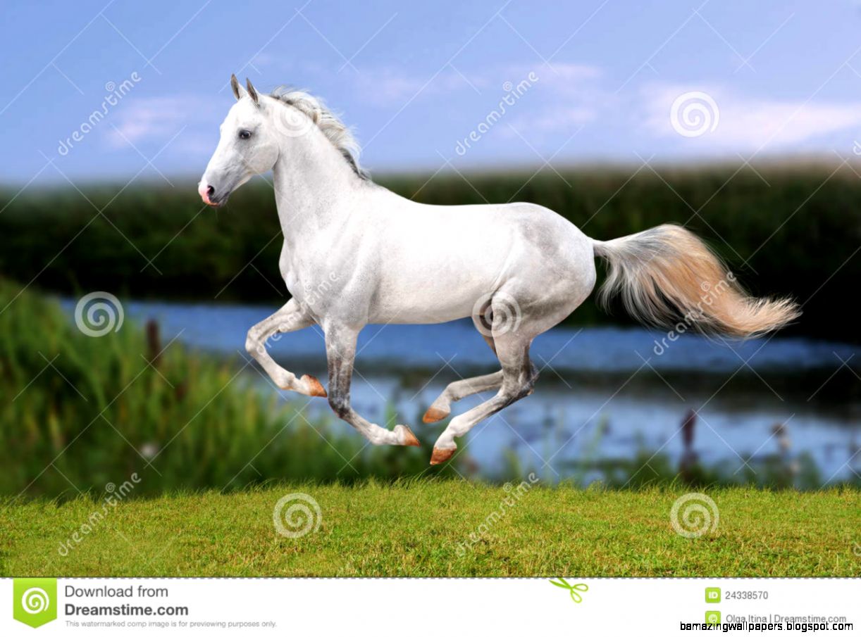 White Horse Galloping In Evening Meadow Stock Photo   Image 24338570 White Horse Galloping In Evening Meadow Stock Photo   Image 24338570