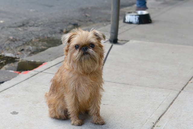 Griffin puppy