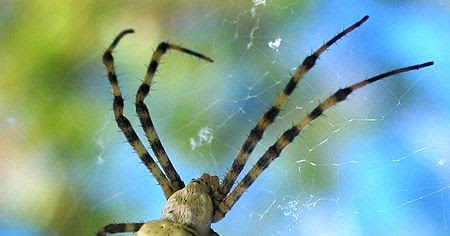 Spider Argyope Lobata in the spider web, hiker observes wasp