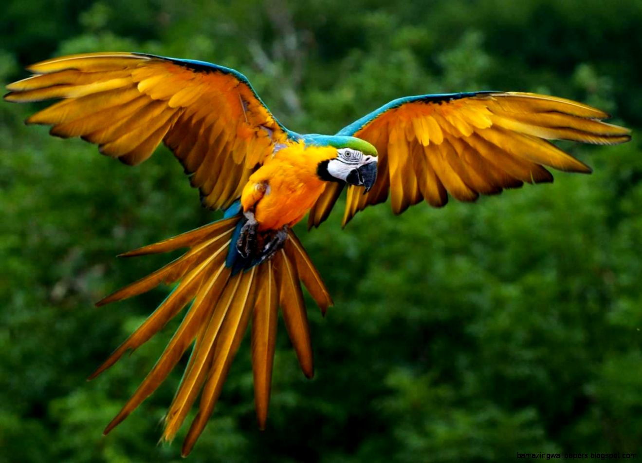 Endangered Rainforest Birds | Amazing Wallpapers