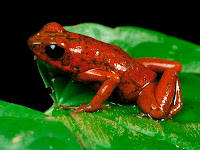 Poison Dart Frog Red