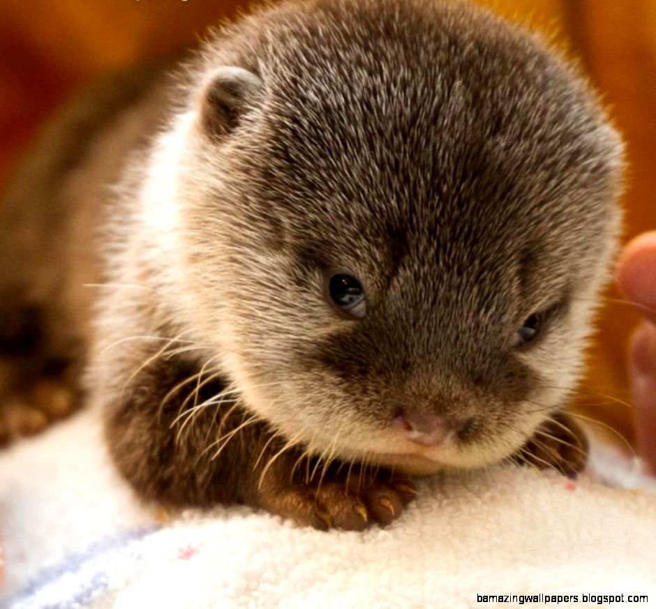 Cute Rare Animals Widescreen 2 HD Wallpapers Cute Rare Animals Widescreen 2 HD Wallpapers