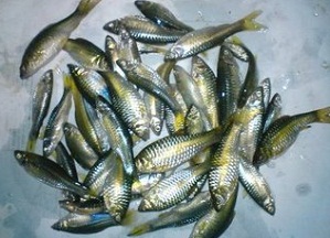 Panduan Lengkap Cara Budidaya Ikan Wader Bagi Pemula