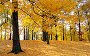 Hermoso bosque en la época de otoño. Wallpaper de un lindo bosque en la . hermoso bosque en la epoca de otoã±o