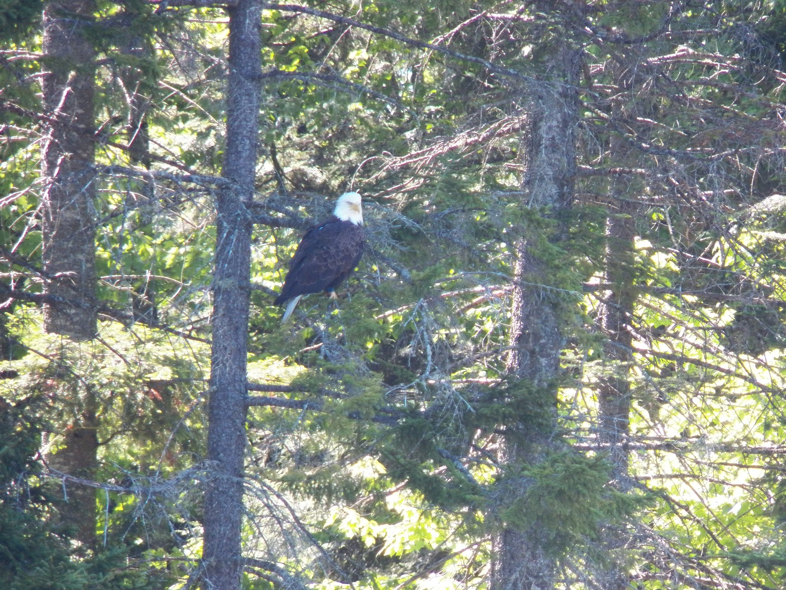 Quiet Kayaking in New York State Francis Lake, part one