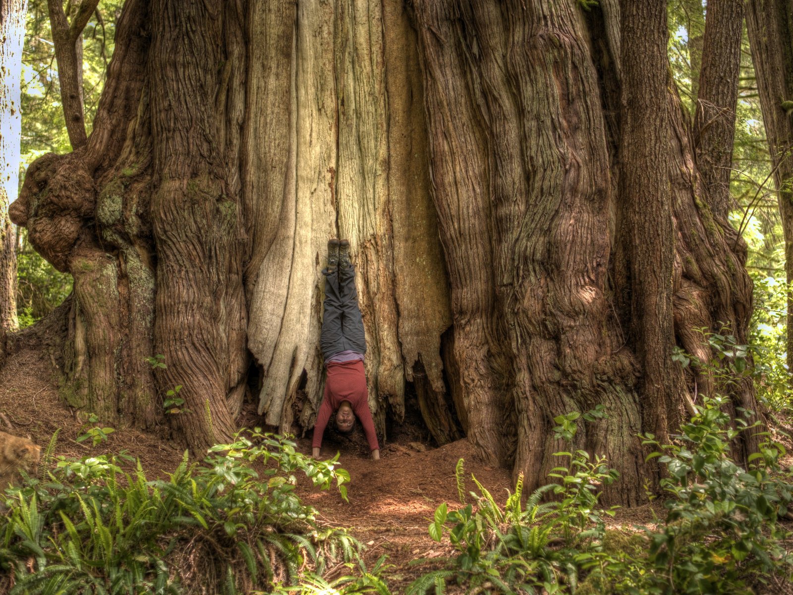 Eat Hike Sleep Repeat Canada's Largest Tree
