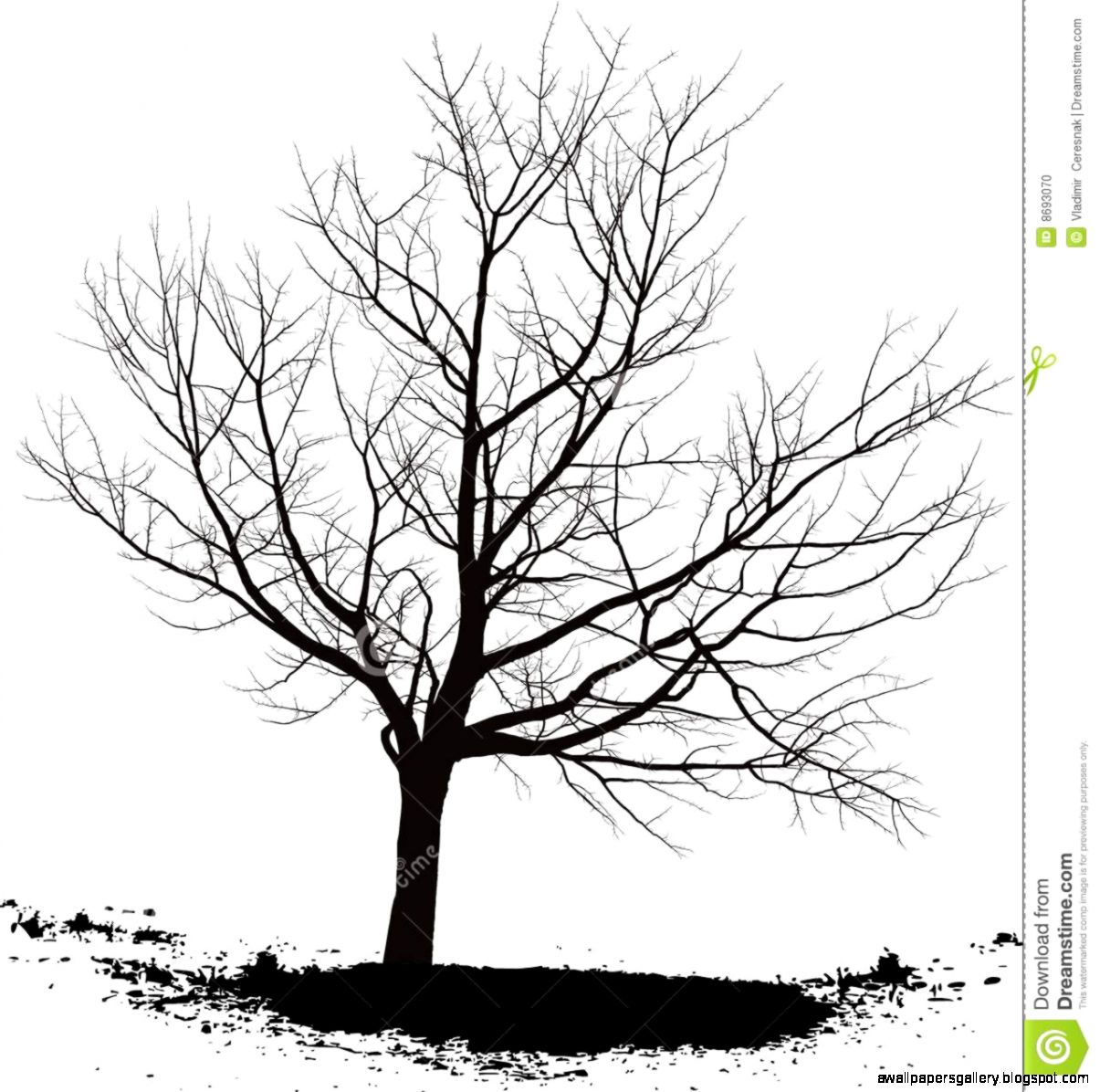 Cherry Tree Stock Photo Image 8693070 Cherry Tree Stock Photo Image 8693070