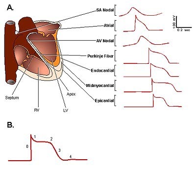 KNOW UR HEART: THE CARDIAC ACTION POTENTIAL