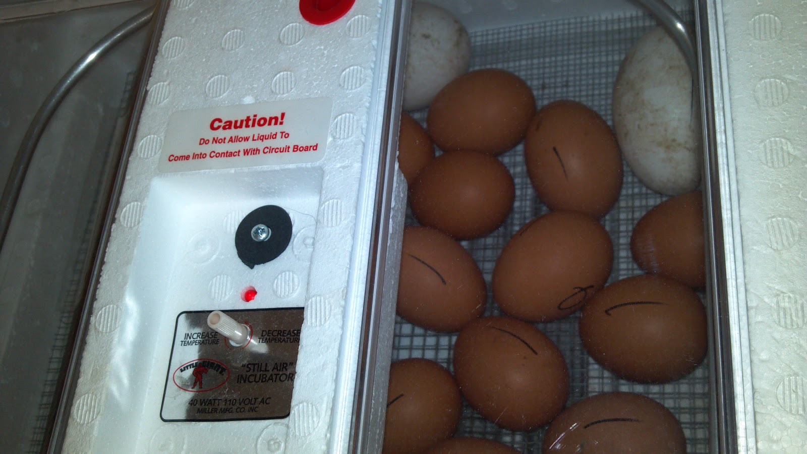 My Two Cents INCUBATING CHICKEN EGGS