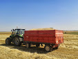 Harvesting barley 2013 with Claas Lexion