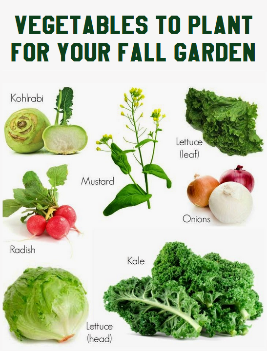 Vegetables to plant for your fall garden vegetable_gardening 101