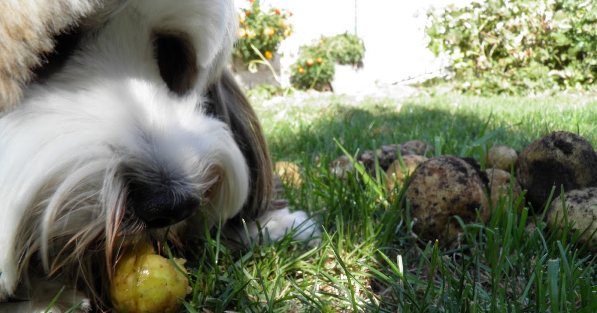 are raw potatoes good for dogs