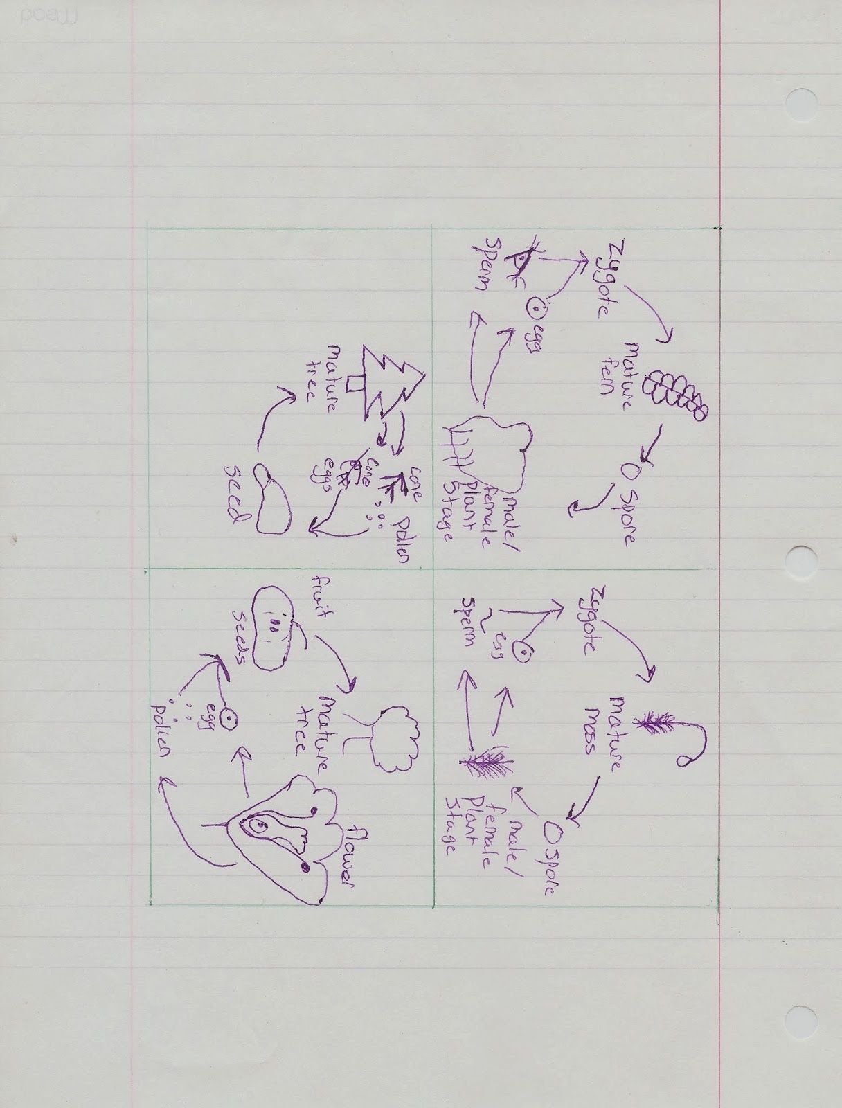 Science Education Idea Echange Plant Life Cycle Foldable