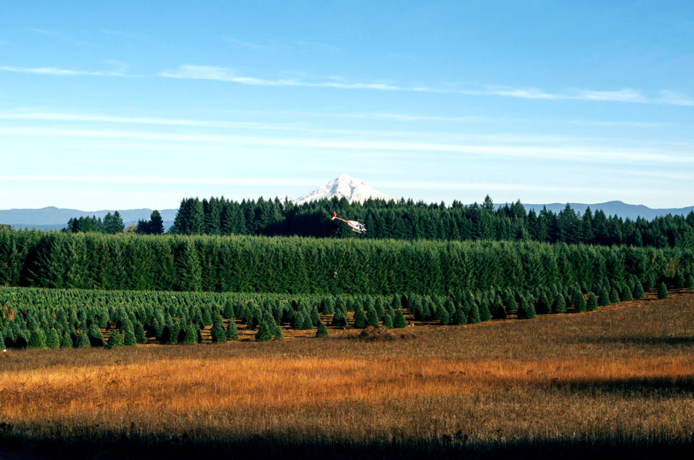 Your Christmas tree has lived through one hell of an adventure Your Christmas tree has lived through one hell of an adventure