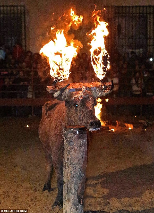 'Bull on Fire' Shocking annual bull burning festival Art'einsky
