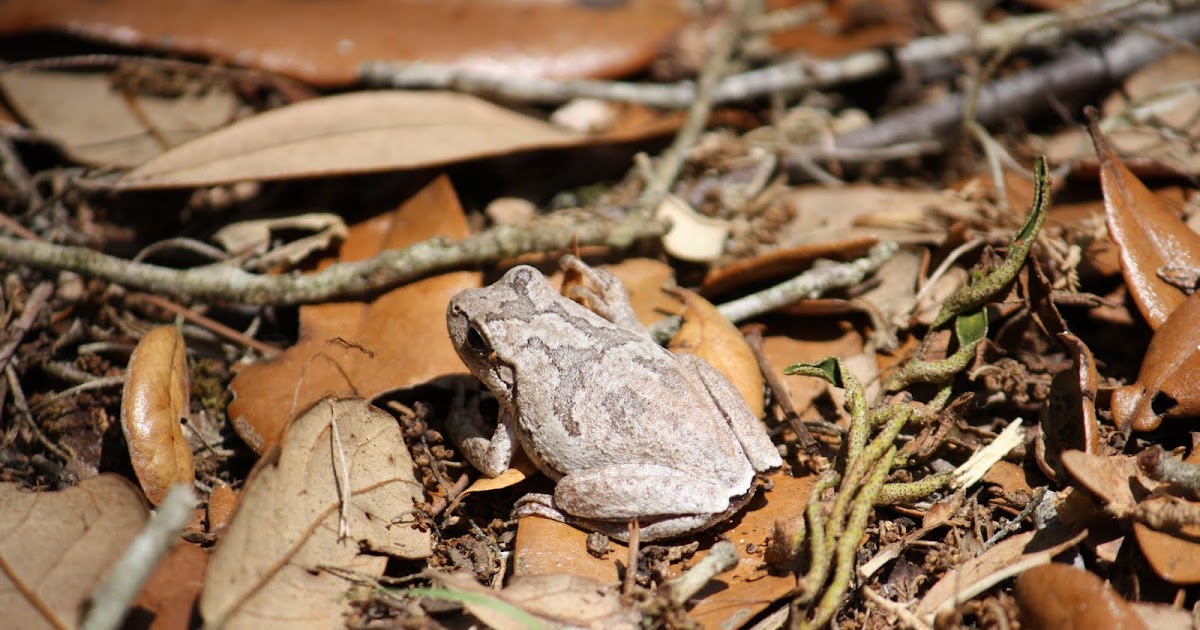 Picture Our World Some Times Frogs Pee on You